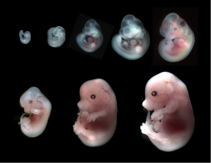 胚胎发育控制系统